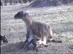 A huge beast penetrated little lambs that were trapped on the ground.